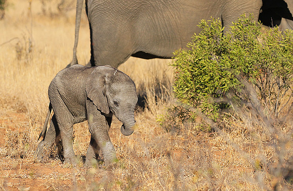At Timbavati game reserve