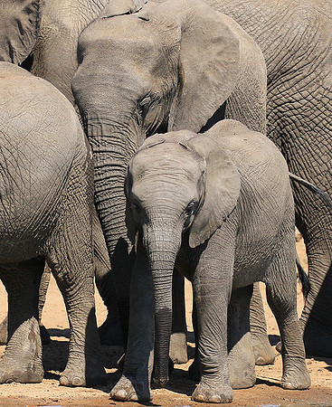 At Timbavati game reserve