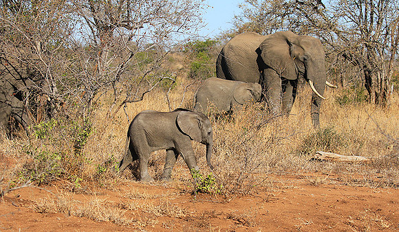 At Timbavati game reserve