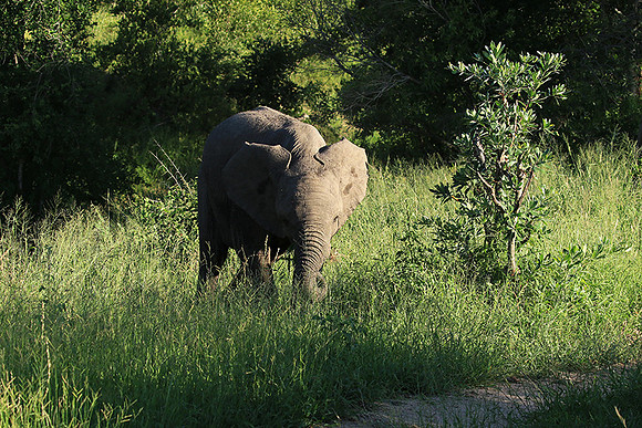 Londolozi Game Reserve