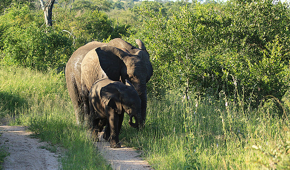 Londolozi Game Reserve