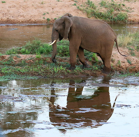 At Kruger NP