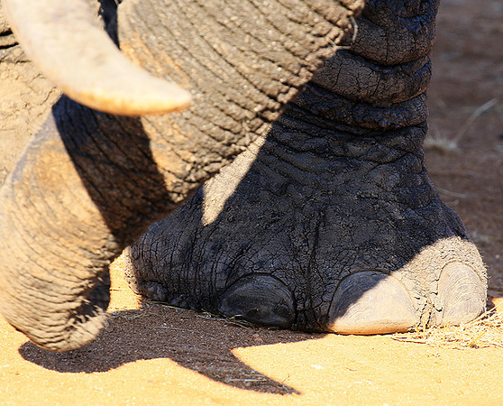 At Timbavati game reserve