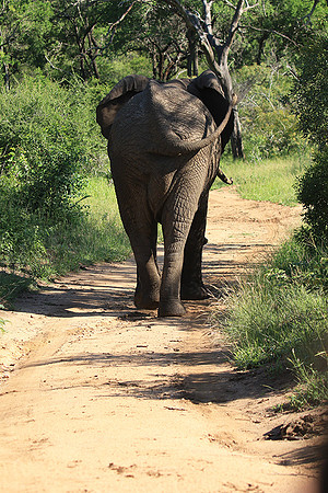 Mala Mala game reserve