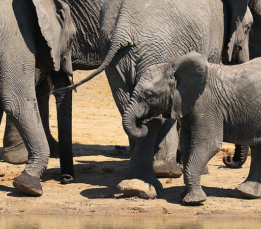 At Timbavati game reserve