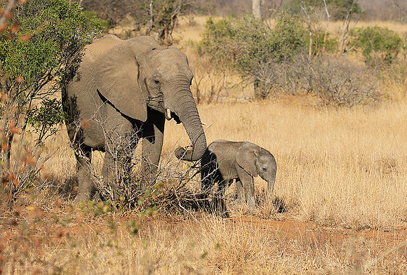 At Timbavati game reserve