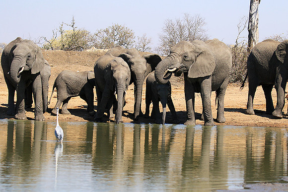 At Timbavati game reserve