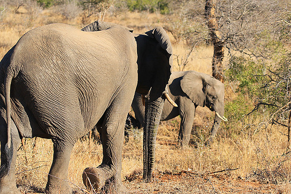 At Timbavati game reserve