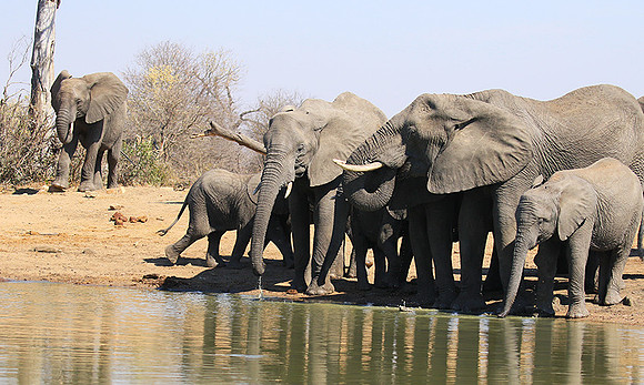 At Timbavati game reserve