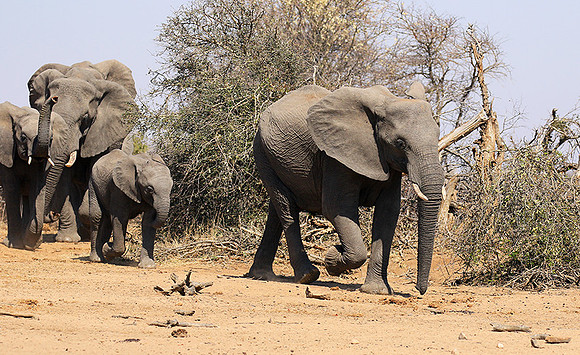 At Timbavati game reserve
