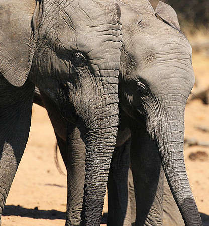 At Timbavati game reserve