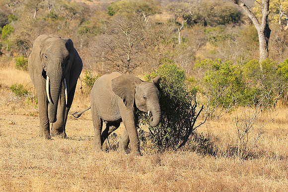 At Timbavati game reserve