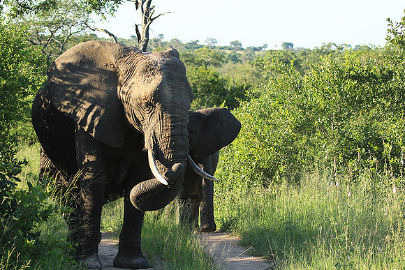Londolozi Game Reserve