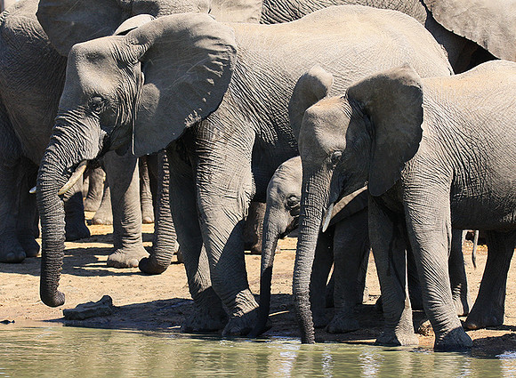 At Timbavati game reserve
