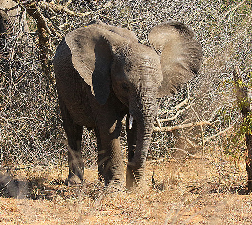 At Timbavati game reserve