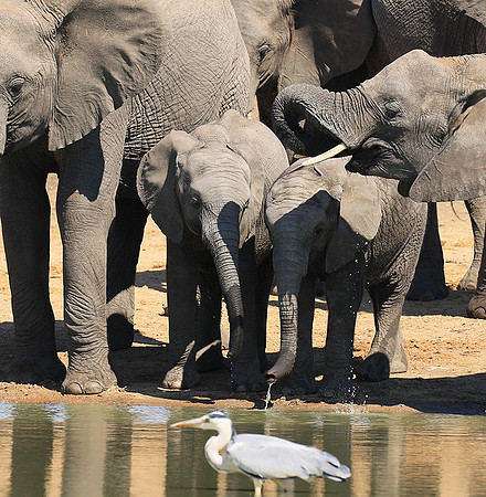 At Timbavati game reserve