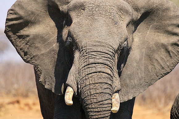 At Timbavati game reserve