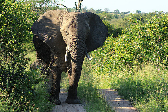 Londolozi Game Reserve