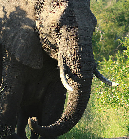 Londolozi Game Reserve