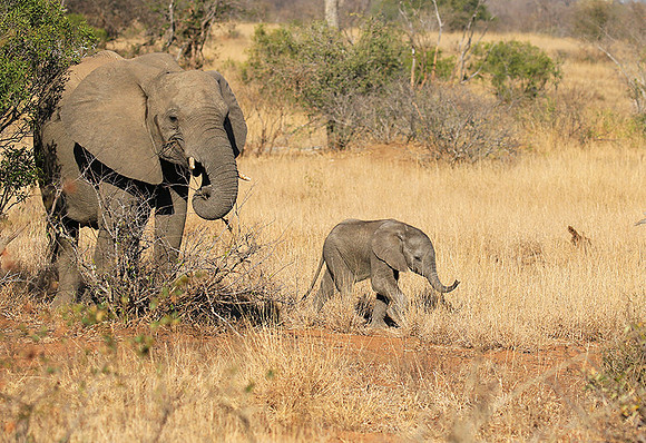 At Timbavati game reserve