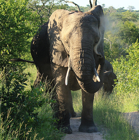 Londolozi Game Reserve