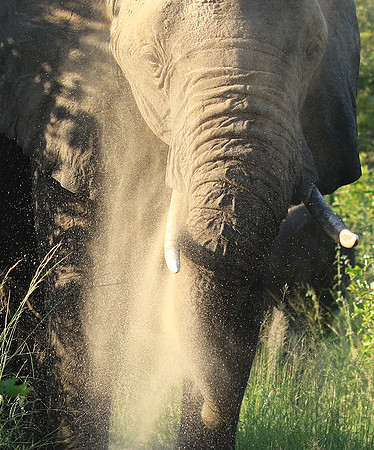 Londolozi Game Reserve