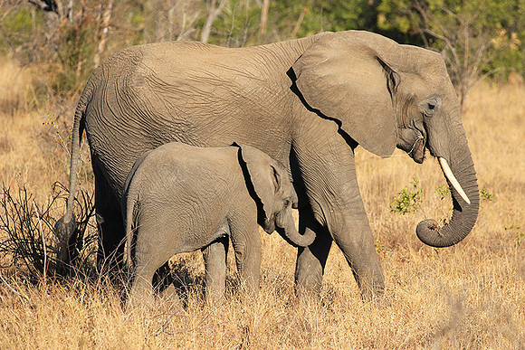 At Timbavati game reserve