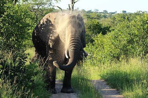 At Londolozi game reserve