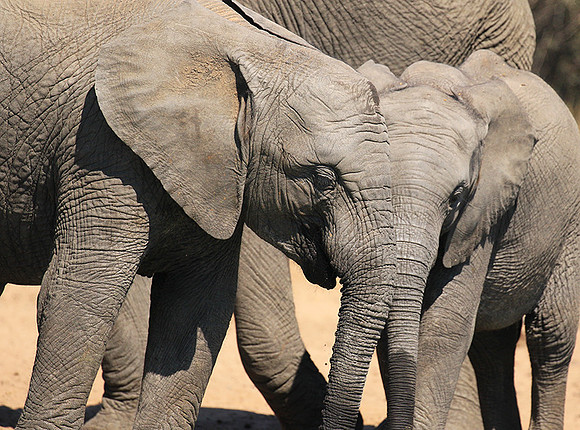 At Timbavati game reserve