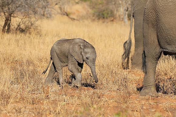 At Timbavati game reserve