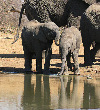 At Timbavati game reserve