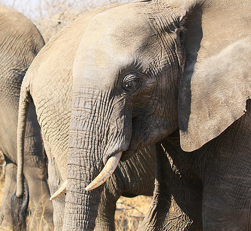 At Timbavati game reserve