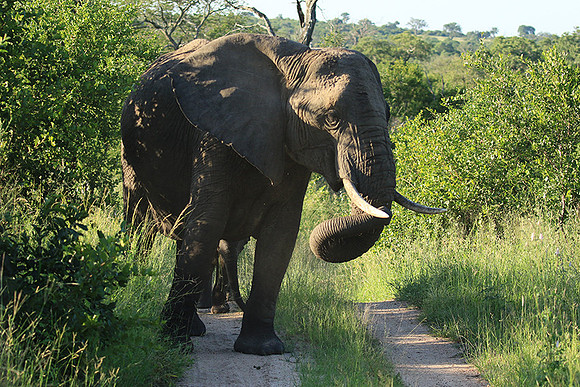 Londolozi Game Reserve
