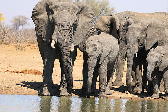 At Timbavati game reserve