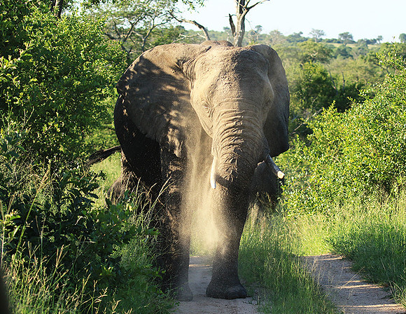 Londolozi Game Reserve