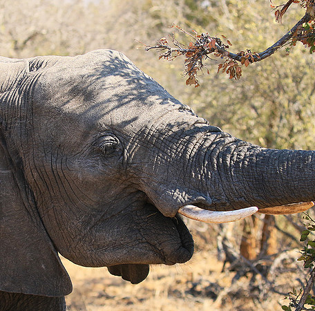 At Timbavati game reserve