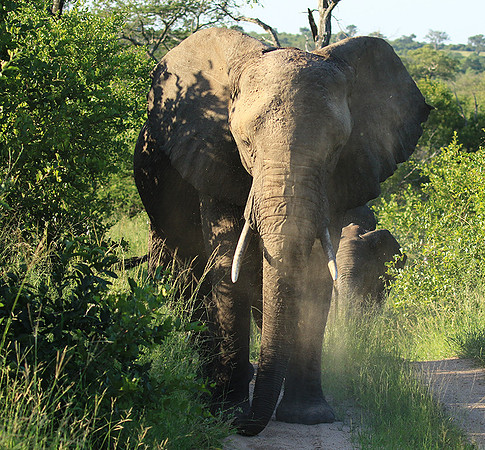 Londolozi Game Reserve