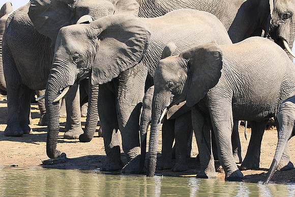 At Timbavati game reserve