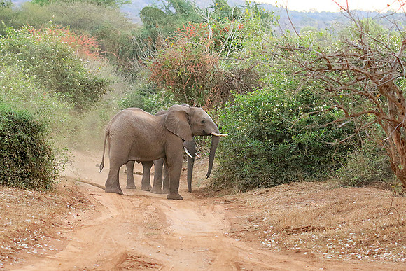 At Kruger NP