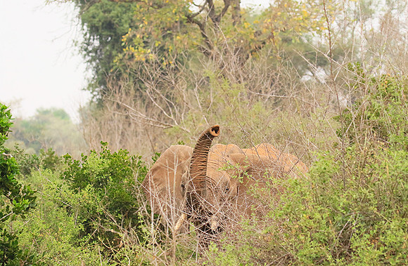 At Kruger NP