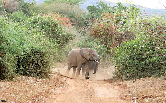 At Kruger NP
