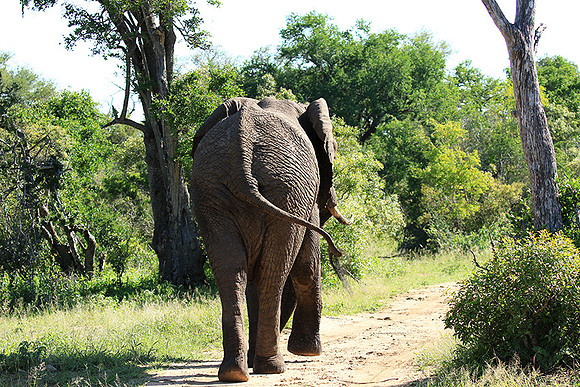 Mala Mala game reserve
