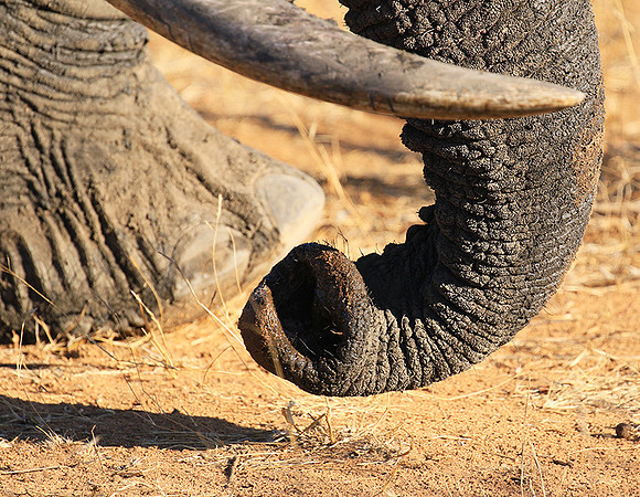 At Timbavati game reserve
