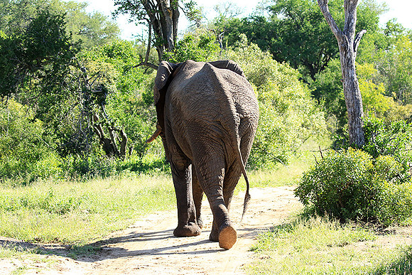 Mala Mala game reserve