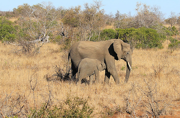 At Timbavati game reserve