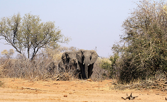 At Timbavati game reserve