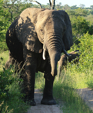 Londolozi Game Reserve