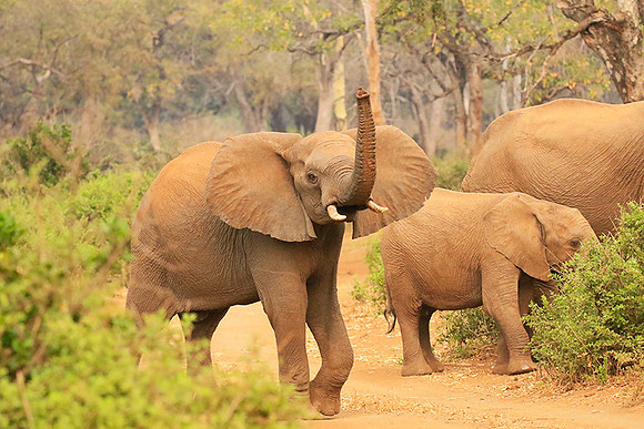 At Kruger NP