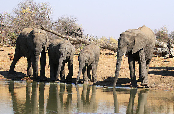 At Timbavati game reserve
