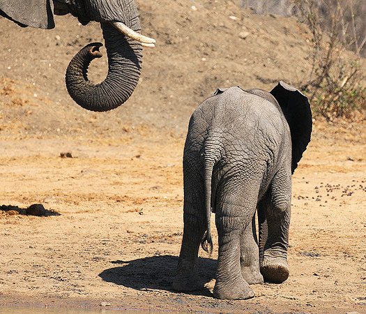 At Timbavati game reserve